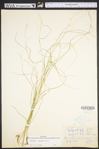 Danthonia compressa image