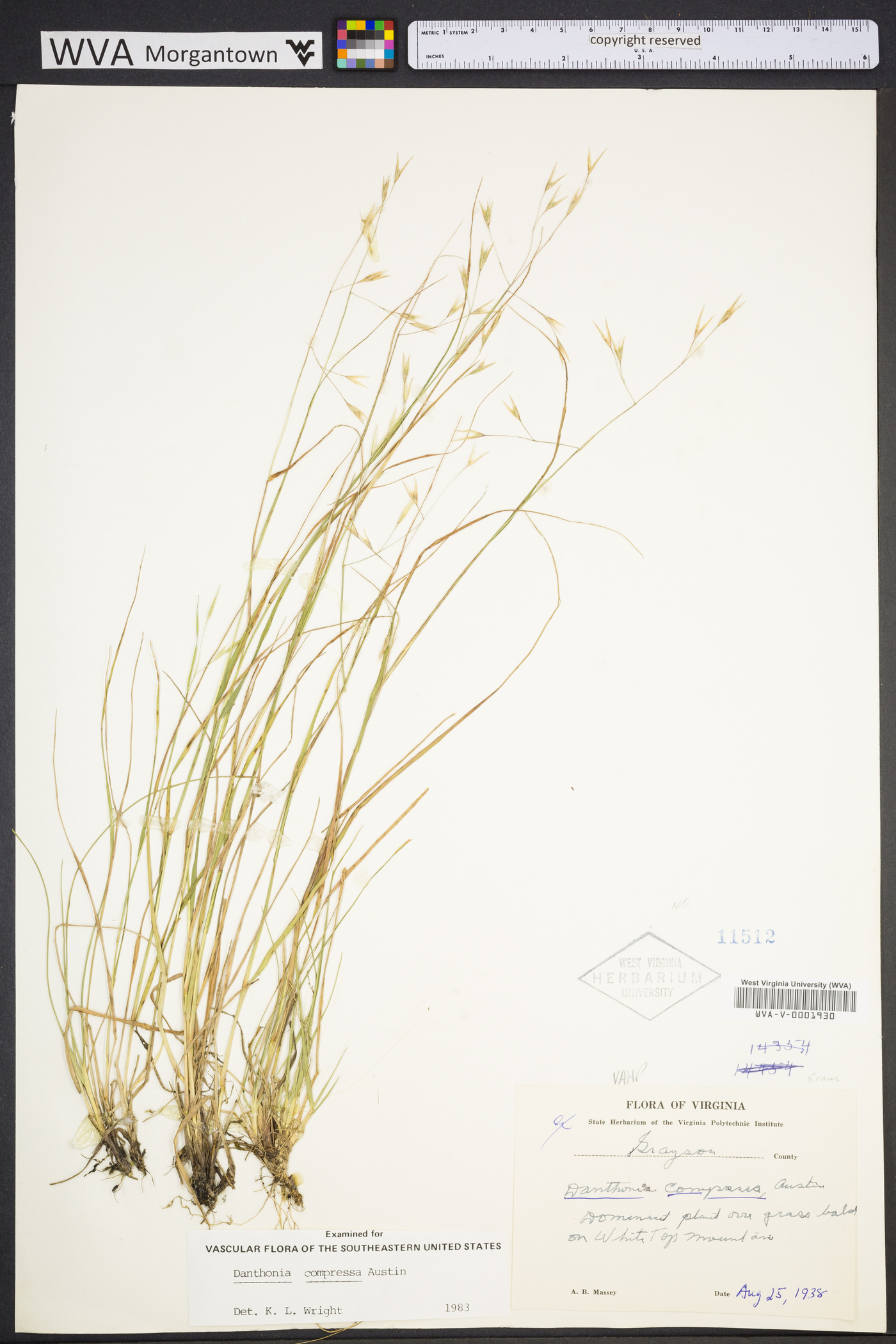 Danthonia compressa image