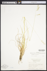 Danthonia sericea image