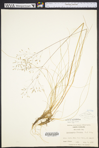 Deschampsia flexuosa image