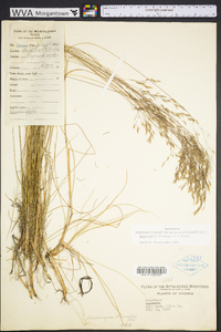 Deschampsia flexuosa image