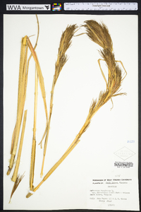 Andropogon glomeratus image