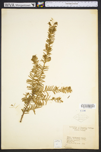 Taxus canadensis image