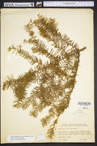 Taxus canadensis image