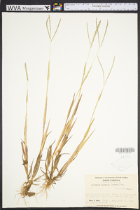 Digitaria ischaemum image