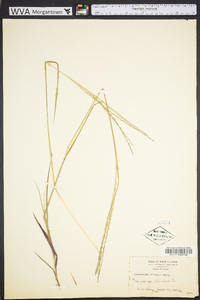 Digitaria villosa image