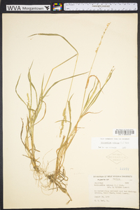 Echinochloa colona image