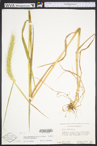 Elymus glabriflorus image