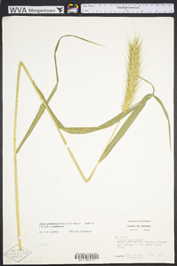 Elymus glabriflorus image