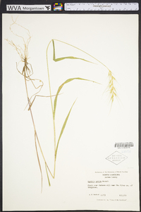 Elymus hystrix image