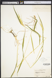 Elymus hystrix image