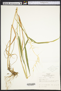 Elymus hystrix image