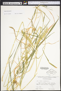 Elymus macgregorii image