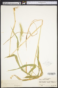 Elymus riparius image