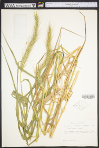 Elymus riparius image