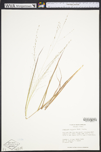 Eragrostis refracta image