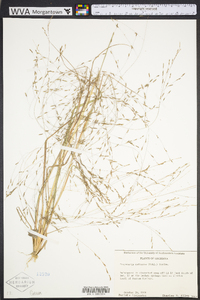 Eragrostis refracta image