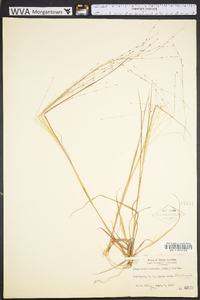 Eragrostis refracta image