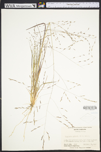 Eragrostis refracta image