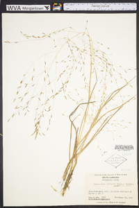 Eragrostis refracta image