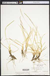 Eremochloa ophiuroides image