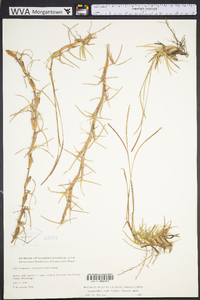 Eremochloa ophiuroides image