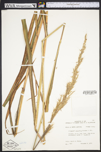 Saccharum brevibarbe image