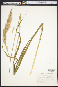 Saccharum brevibarbe image