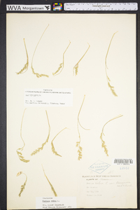 Festuca rubra image