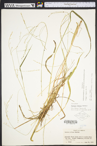 Festuca subverticillata image