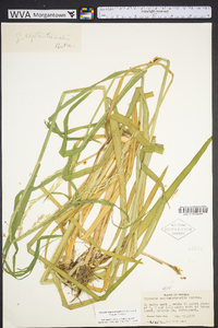 Glyceria septentrionalis image