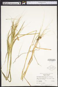 Heteropogon melanocarpus image