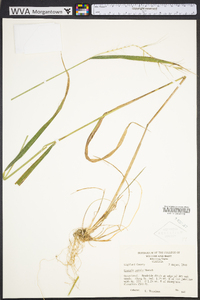 Elymus hystrix image