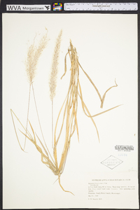 Imperata brasiliensis image