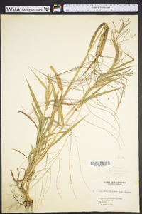 Leptochloa panicea image