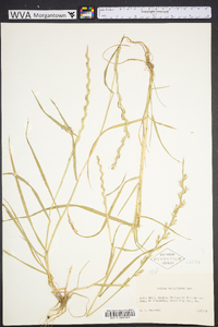 Lolium perenne subsp. multiflorum image