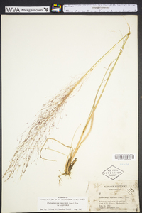 Muhlenbergia capillaris image