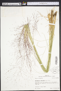 Muhlenbergia capillaris image