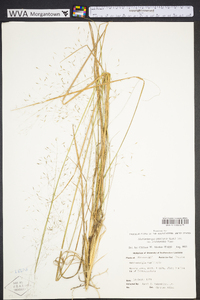 Muhlenbergia capillaris image