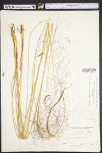 Muhlenbergia capillaris image