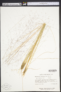 Muhlenbergia capillaris image