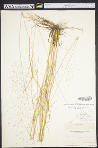 Muhlenbergia capillaris image