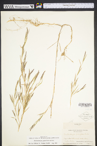 Muhlenbergia glomerata image