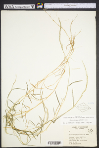 Muhlenbergia schreberi image