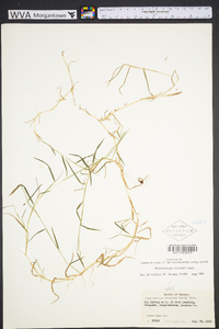 Muhlenbergia schreberi image