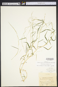 Muhlenbergia schreberi image