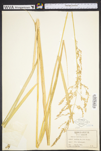 Panicum amarum image