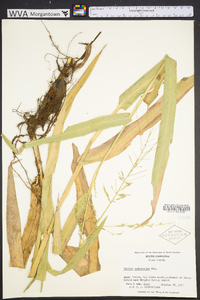 Panicum gymnocarpon image