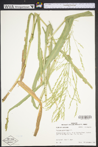 Panicum gymnocarpon image