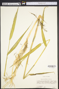 Panicum hemitomon image